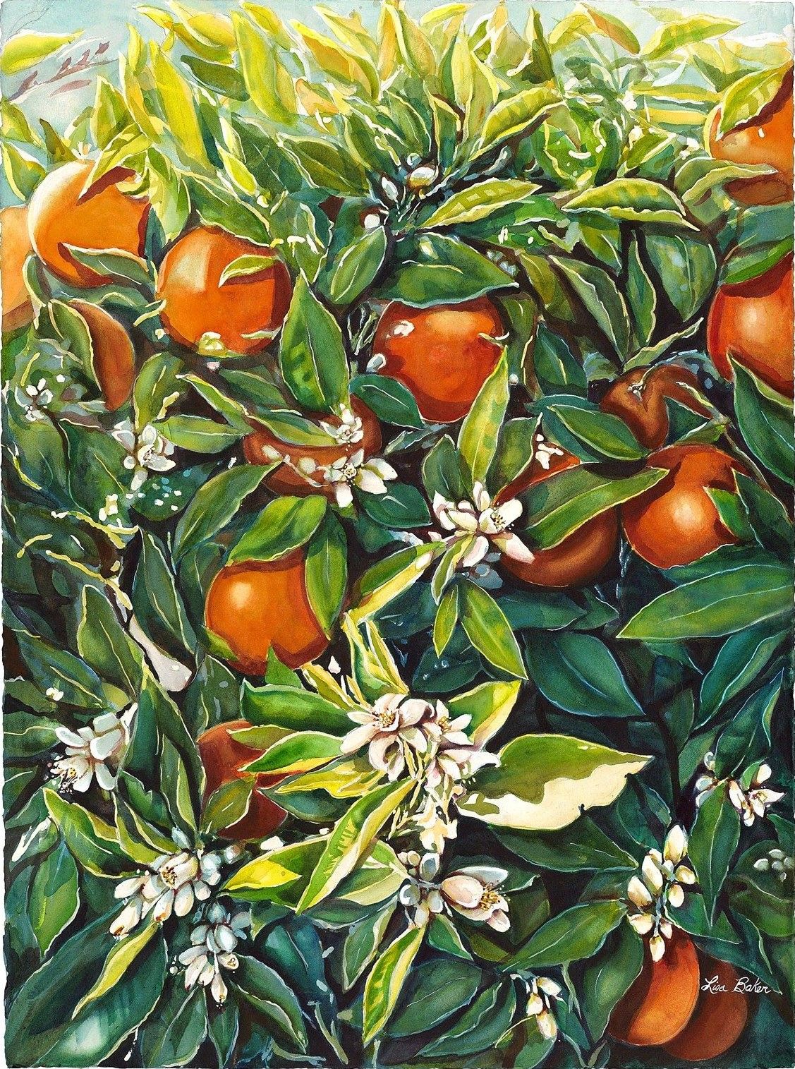 Baker Ranch Oranges, a watercolor by Lisa Baker: ripe oranges and white blossoms among dark green leaves