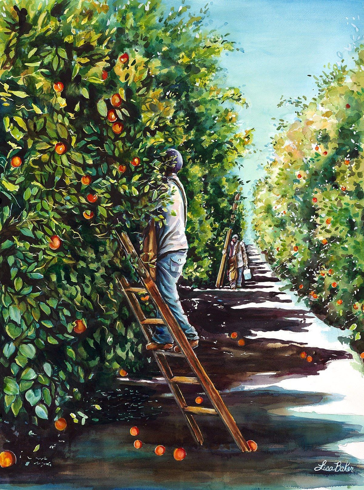 Orange Harvest, a watercolor by Lisa Baker: a picker on a ladder in a sunlit orange grove
