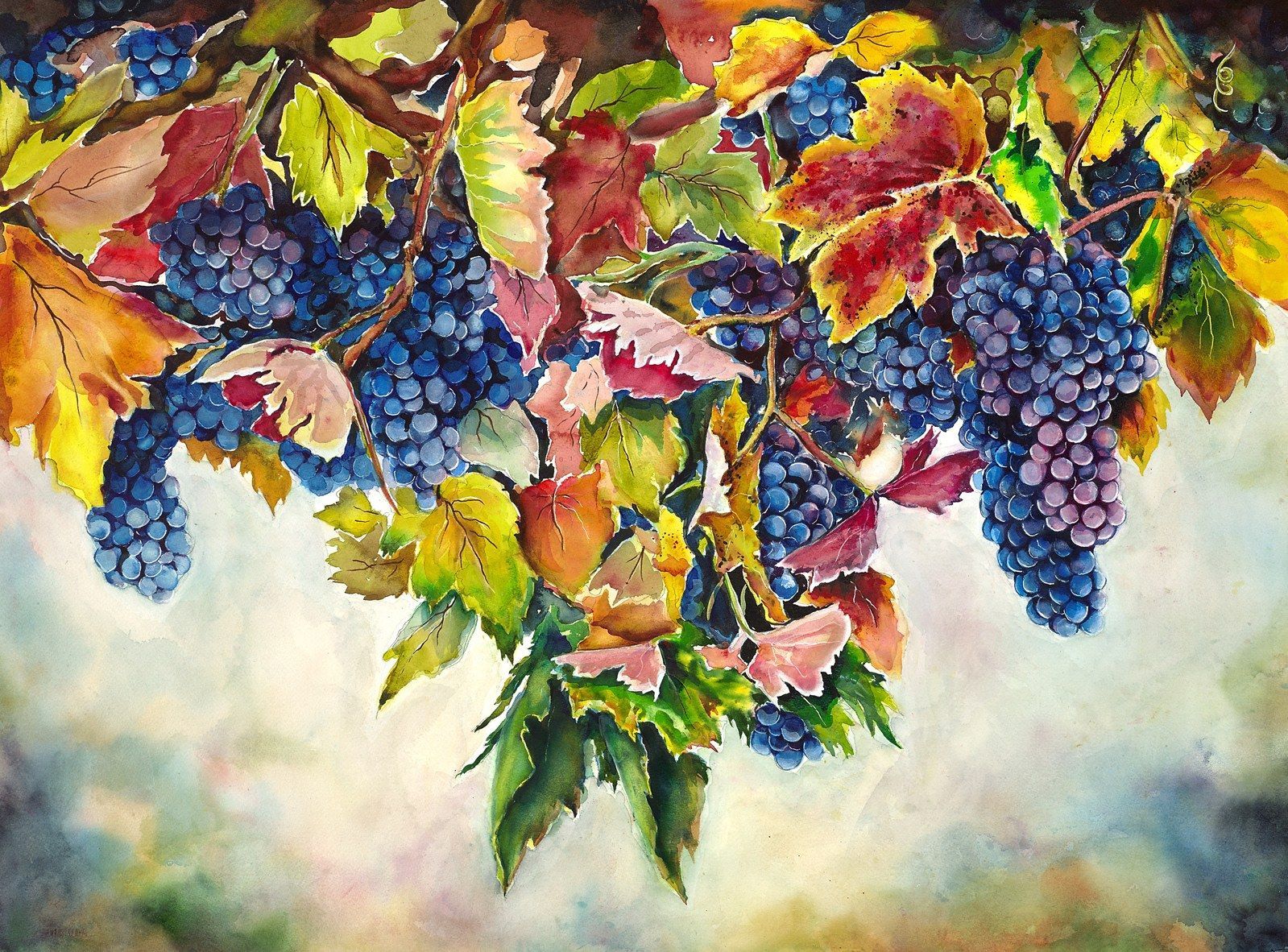 Pinot Noir Grape Harvest, a watercolor by Lisa Baker: heavy clusters of purple grapes among red, gold and green leaves